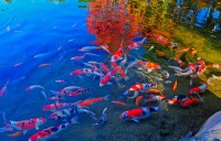 /album/lagos-ornamentais/lago-de-carpas-10-jpg/